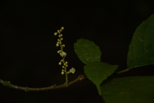 Image of Mallotus Aureopunctatus (Mallotus aureopunctatus) by (c) Siddarth Machado, some rights reserved (CC BY)
