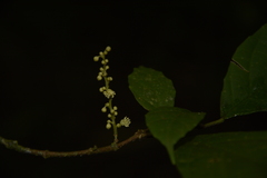 Mallotus aureopunctatus