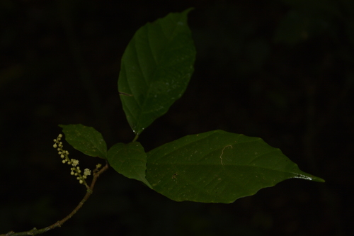 Image of Mallotus Aureopunctatus (Mallotus aureopunctatus) by (c) Siddarth Machado, some rights reserved (CC BY)