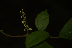 Mallotus aureopunctatus