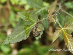 Thyatira batis formosicola