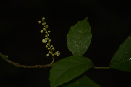 Image of Mallotus Aureopunctatus (Mallotus aureopunctatus) by (c) Siddarth Machado, some rights reserved (CC BY)