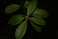 Symplocos macrophylla rosea