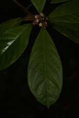 Symplocos macrophylla rosea