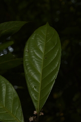 Symplocos macrophylla rosea