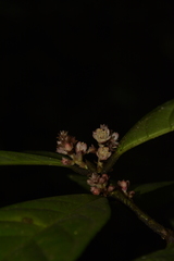 Symplocos macrophylla rosea