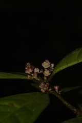 Symplocos macrophylla rosea