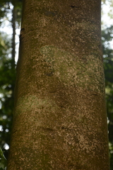 Symplocos macrophylla rosea