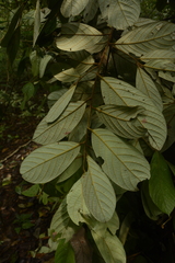 Cryptocarya anamalayana