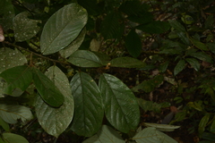 Cryptocarya anamalayana