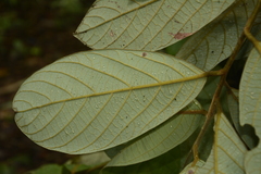 Cryptocarya anamalayana