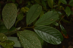 Cryptocarya anamalayana