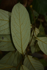 Cryptocarya anamalayana