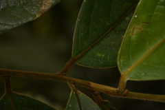 Cryptocarya anamalayana