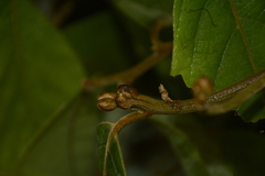 Cryptocarya anamalayana