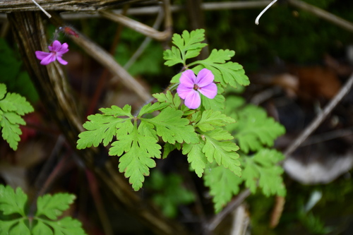 Herb Robert