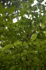 Mallotus aureopunctatus