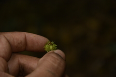Mallotus aureopunctatus