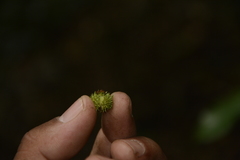 Mallotus aureopunctatus