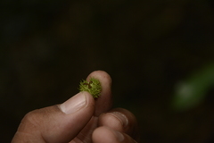 Mallotus aureopunctatus