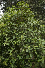 Ficus beddomei