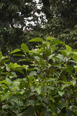 Ficus beddomei