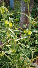 Fritillaria