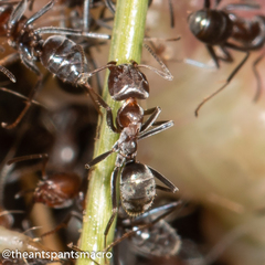 Iridomyrmex rufoniger