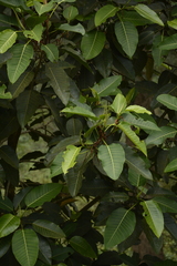 Ficus beddomei