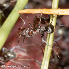Iridomyrmex rufoniger