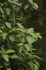 Ficus beddomei