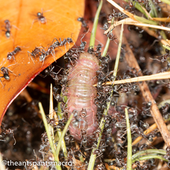 Iridomyrmex rufoniger