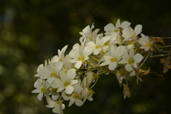 Dendrobium ovatum