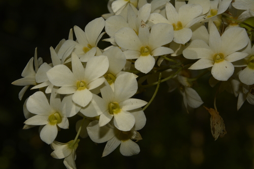 Image of Dendrobium ovatum by (c) Siddarth Machado, some rights reserved (CC BY)
