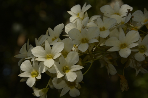 Image of Dendrobium ovatum by (c) Siddarth Machado, some rights reserved (CC BY)