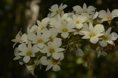 Dendrobium ovatum