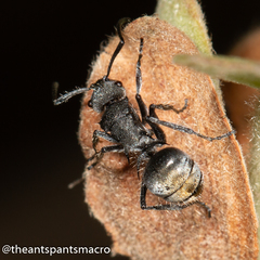 Polyrhachis vermiculosa