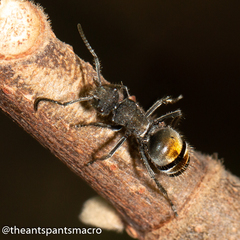 Polyrhachis vermiculosa