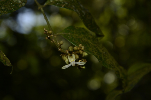 Image of Xanthophyllum flavescens by (c) Siddarth Machado, some rights reserved (CC BY)