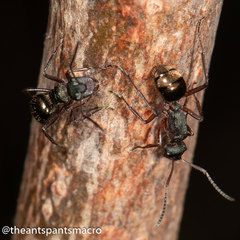 Polyrhachis lydiae