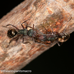 Polyrhachis lydiae