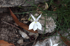 Lithotoma anethifolia