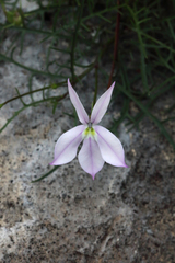 Lithotoma anethifolia