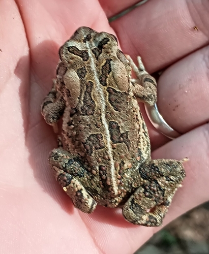 Fowler's Toad