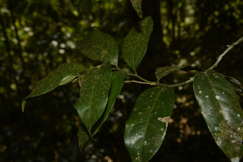 Image of Xanthophyllum flavescens by (c) Siddarth Machado, some rights reserved (CC BY)