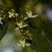 Xanthophyllum flavescens - Photo (c) Siddarth Machado,  זכויות יוצרים חלקיות (CC BY), הועלה על ידי Siddarth Machado