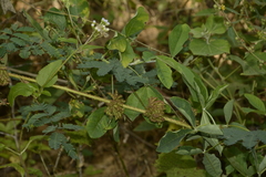Mimosa diplotricha