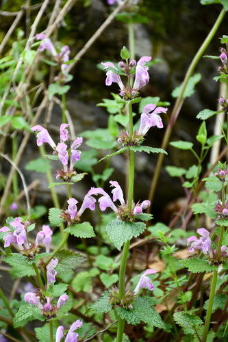 Monte Gargano Dead-nettle