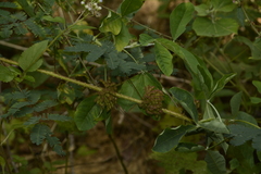 Mimosa diplotricha