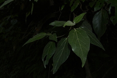 Croton laccifer